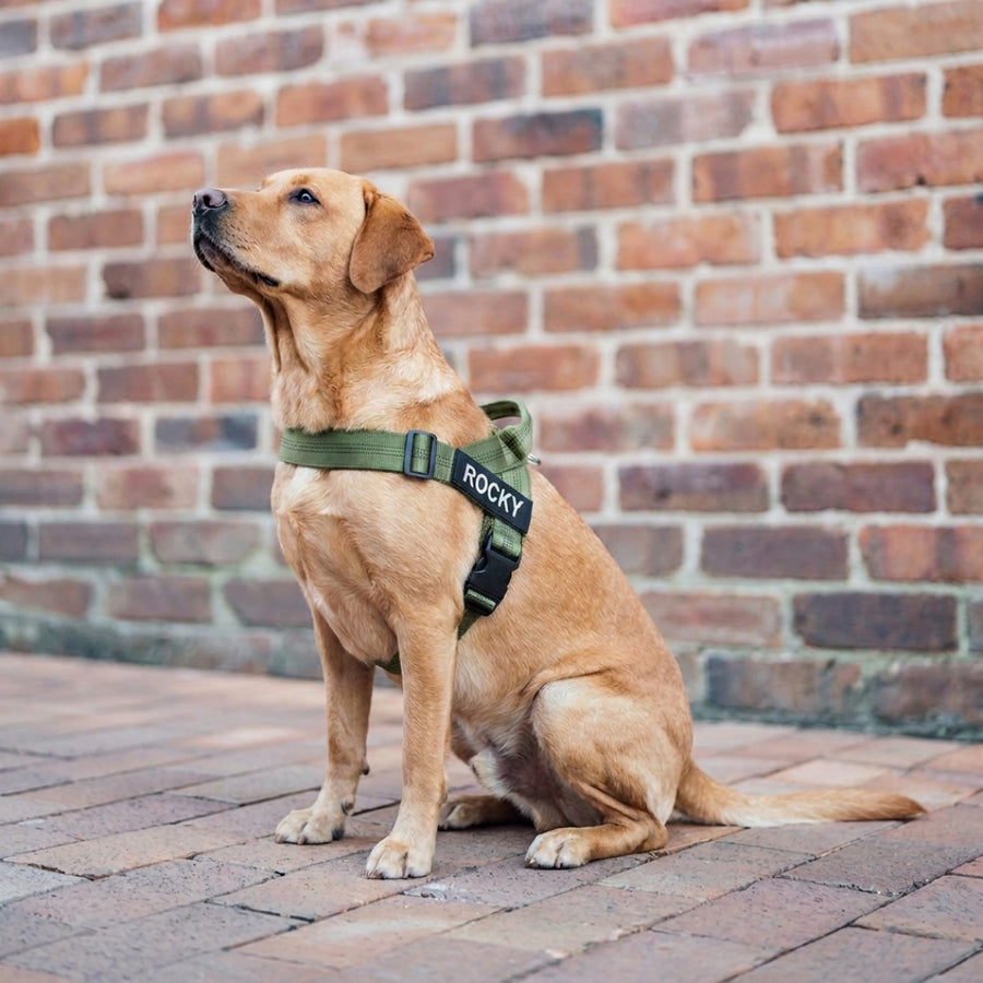 Same owner relaxed with Bondi Bark harness