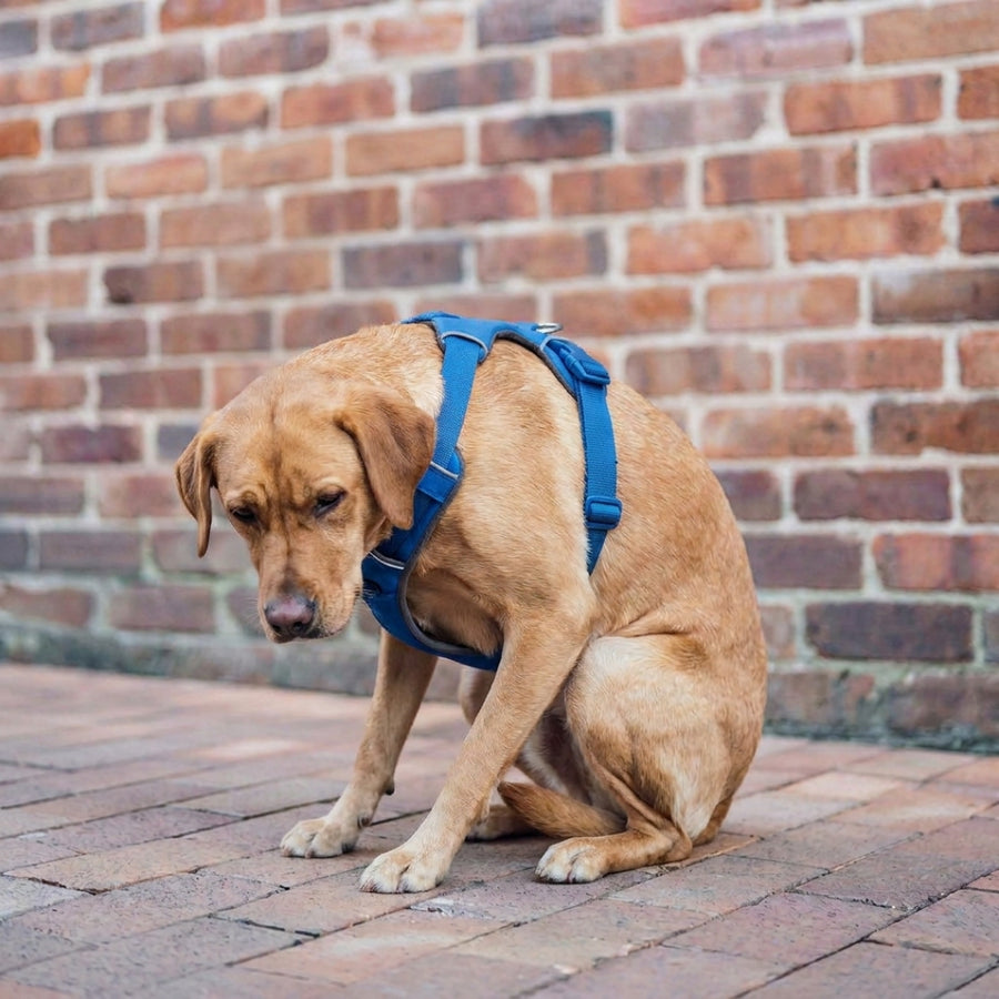 Owner struggling with conventional harness