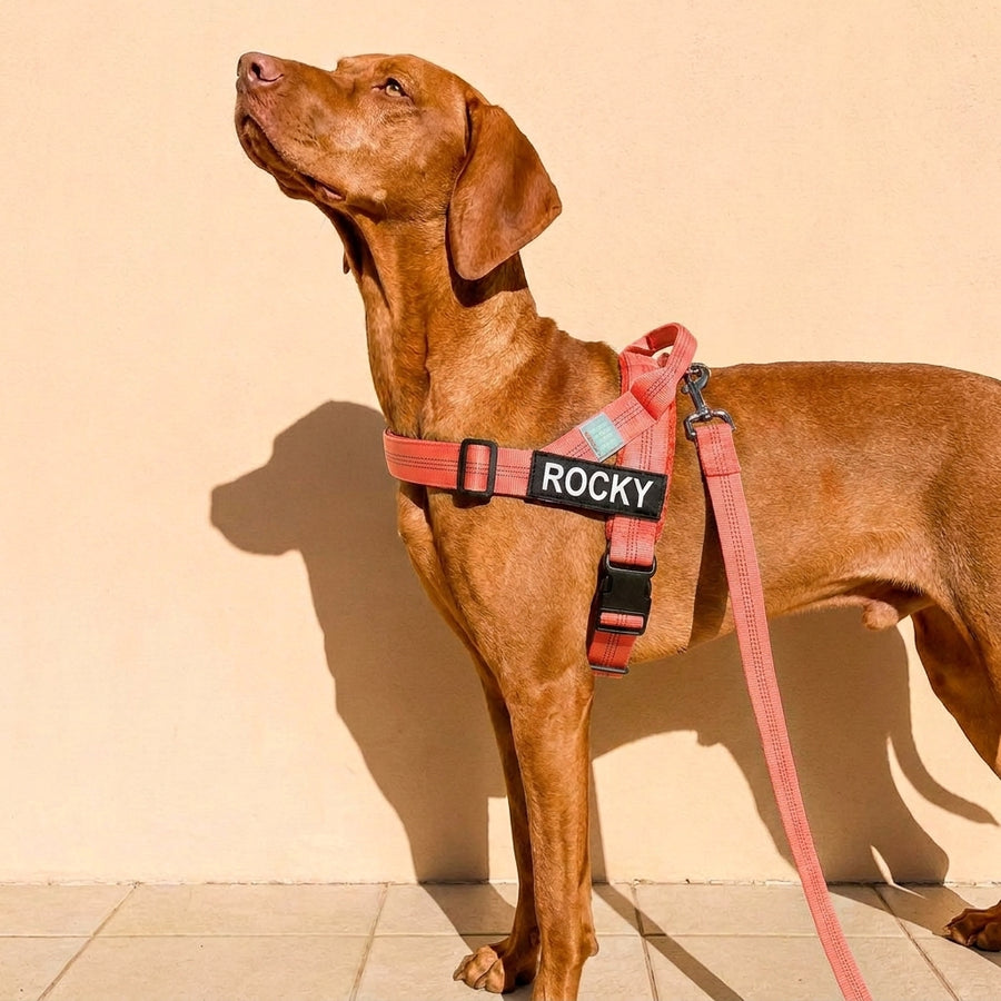 Same owner relaxed with Bondi Bark harness