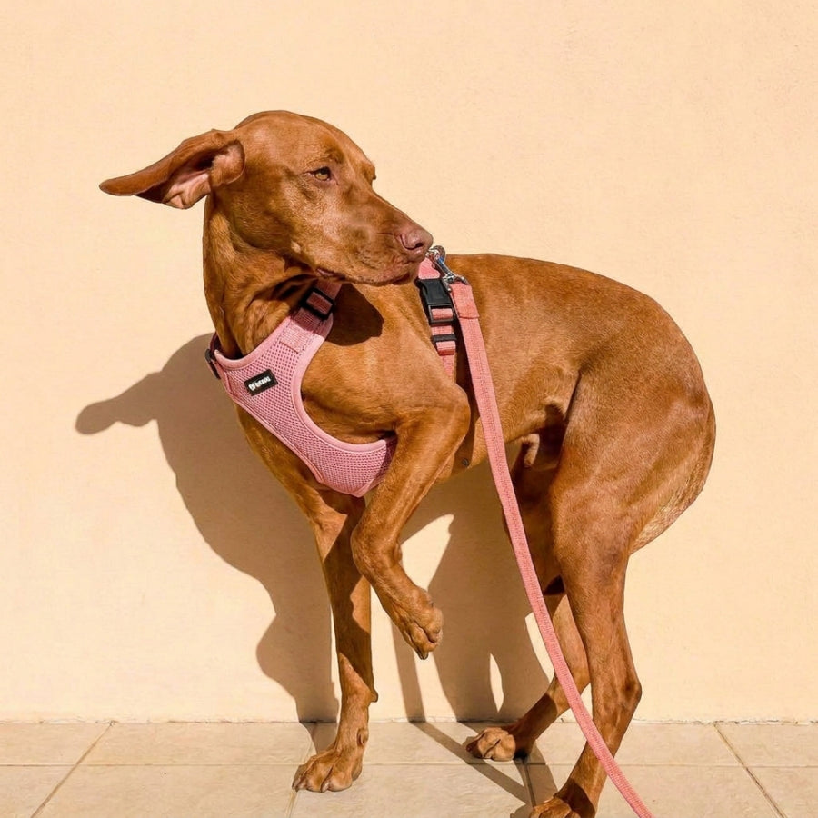 Owner struggling with conventional harness