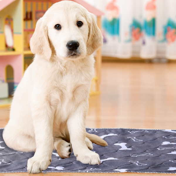 Pup on pad