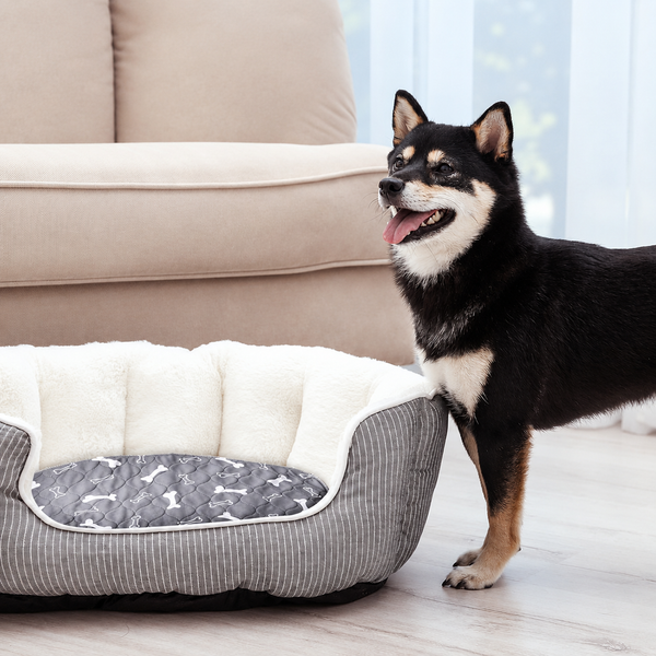Corgi on pad